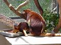 Zoo P1010956